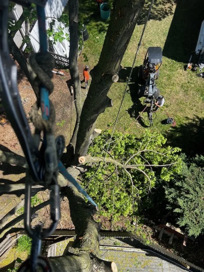 Certified arborist climbing with chainsaw in Putnam County NY