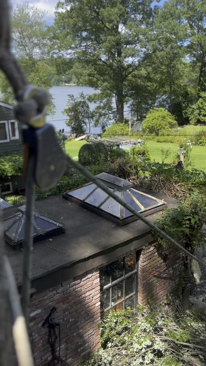 Tree Rigging Near Structure - Westchester County
