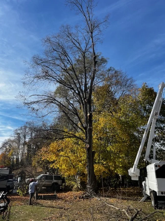 Dead tree removal with bucket truck in Lewisboro NY