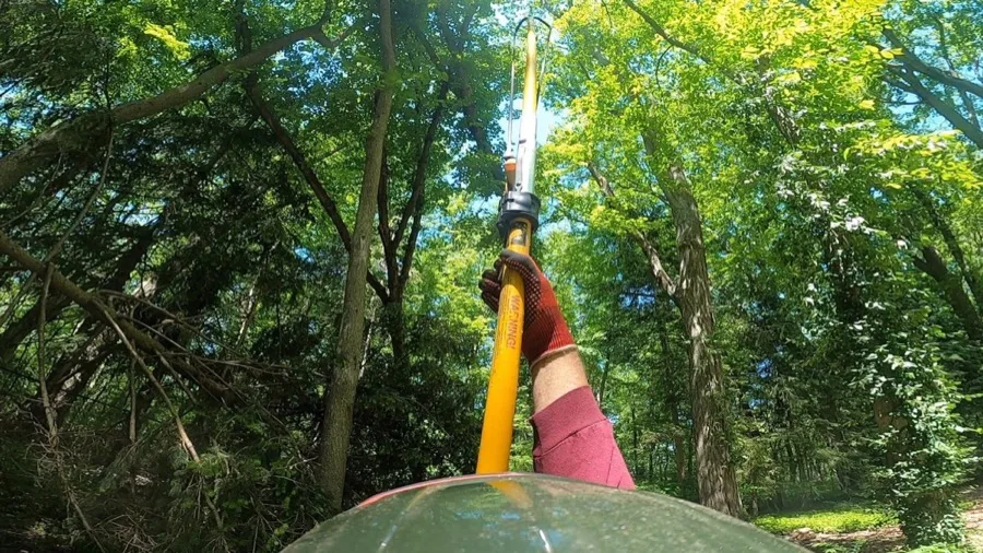 Crane tree removal
