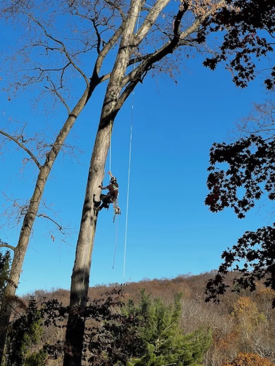 Tree pruning and trimming in Yorktown and Northern Westchester NY